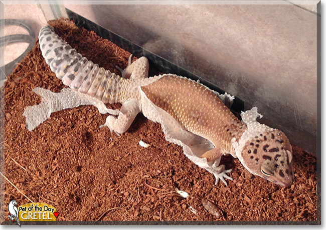 Gretel, the Pet of the Day Gretel, the Pet of the Day
