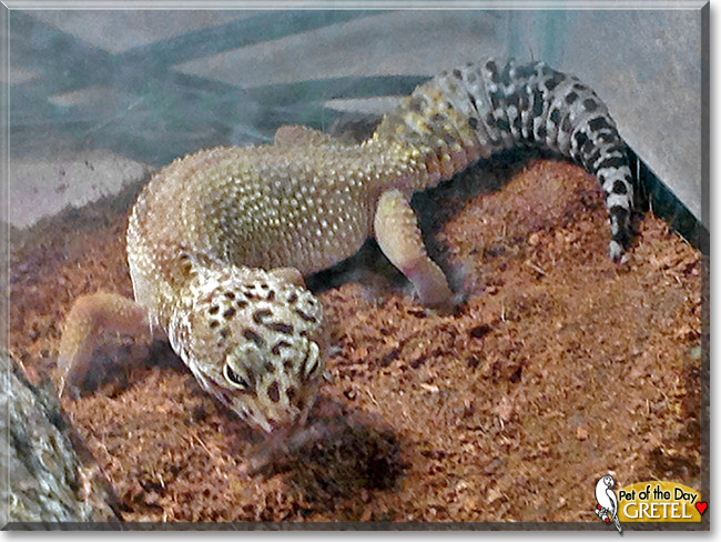 Gretel, the Pet of the Day Gretel, the Pet of the Day