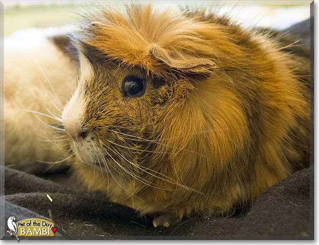 Bambi, the Pet of the Day