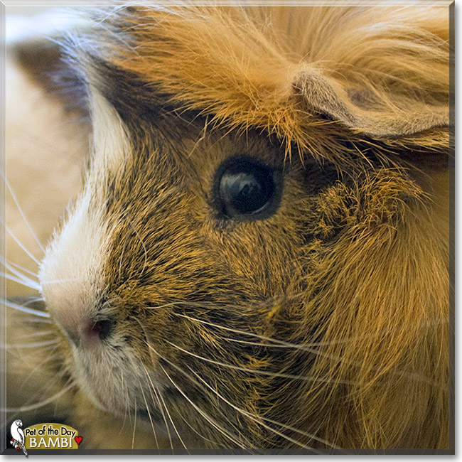 Bambi, the Pet of the Day Bambi, the Pet of the Day