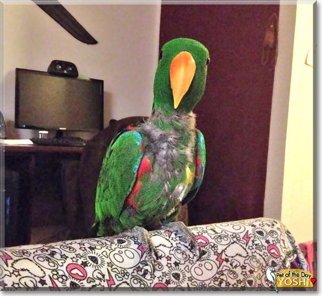 Yoshi, the Pet of the Day Yoshi, the Pet of the Day