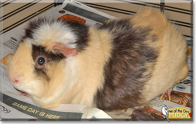 Pudgy, the Pet of the Day Pudgy, the Pet of the Day
