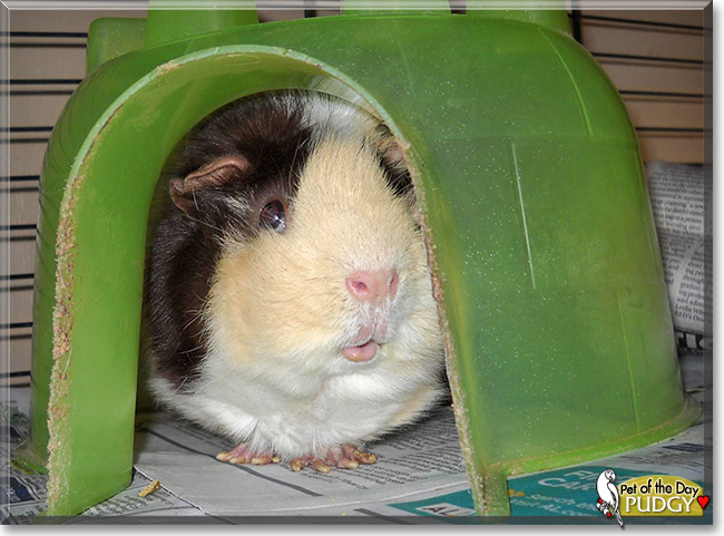 Pudgy, the Pet of the Day Pudgy, the Pet of the Day