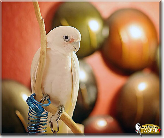 Jasper, the Pet of the Day Jasper, the Pet of the Day