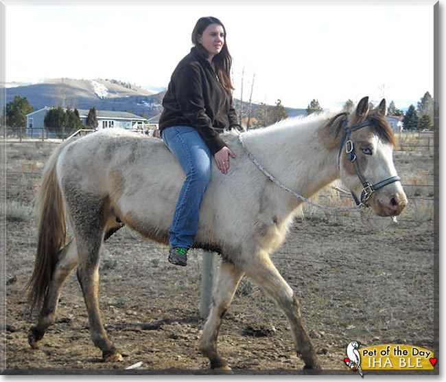 Iha Ble, the Pet of the Day Iha Ble, the Pet of the Day