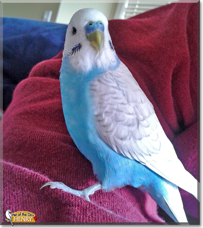 Henry, the Pet of the Day Henry, the Pet of the Day