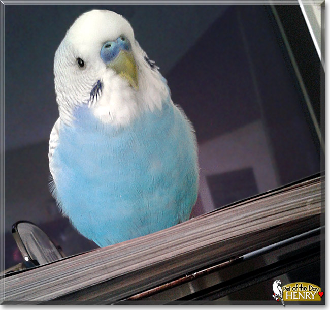 Henry, the Pet of the Day Henry, the Pet of the Day