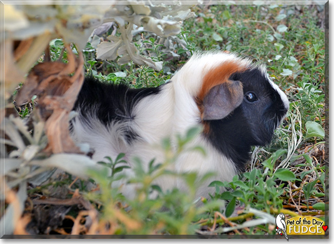 Fudgey-Wudge, the Pet of the Day Fudgey-Wudge, the Pet of the Day