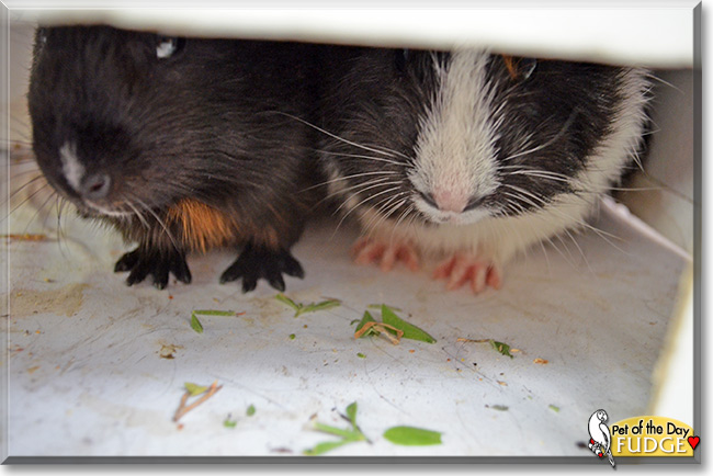 Fudgey-Wudge, the Pet of the Day Fudgey-Wudge, the Pet of the Day