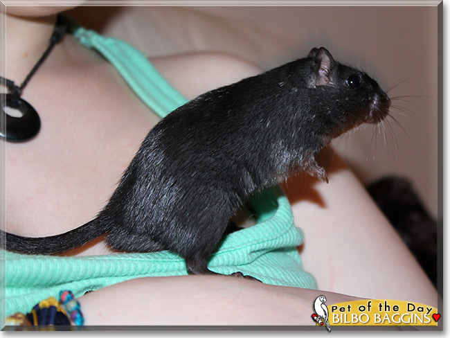 Bilbo Baggins, the Pet of the Day Bilbo Baggins, the Pet of the Day