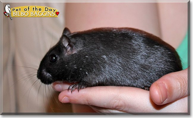 Bilbo Baggins, the Pet of the Day Bilbo Baggins, the Pet of the Day