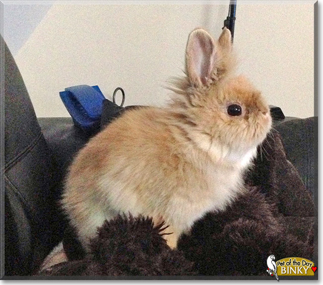 Binky, the Pet of the Day Binky, the Pet of the Day