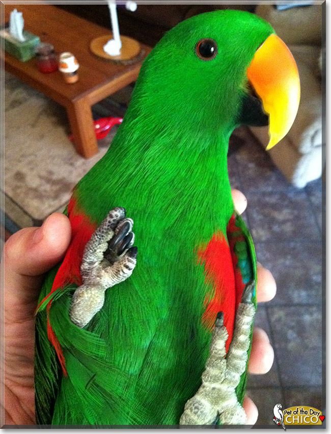 Chico Red Sided Eclectus Parrot March 23 2014