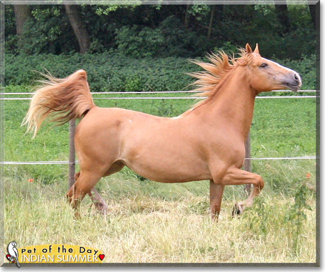 Indian Summer, the Pet of the Day Indian Summer, the Pet of the Day