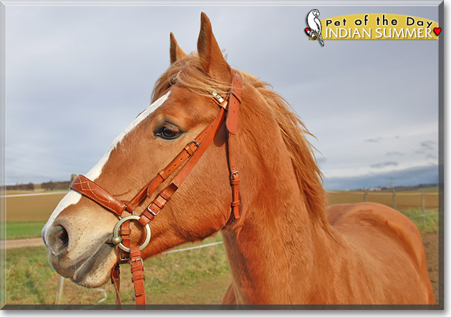 Indian Summer, the Pet of the Day Indian Summer, the Pet of the Day