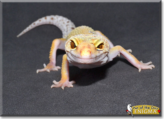Enigma, the Pet of the Day Enigma, the Pet of the Day