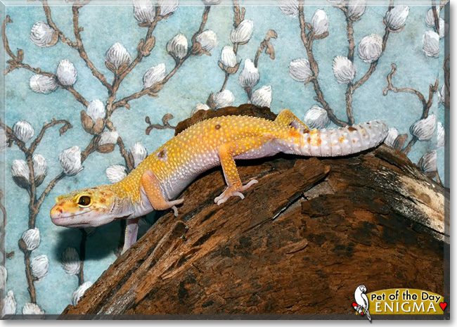 Enigma, the Pet of the Day Enigma, the Pet of the Day