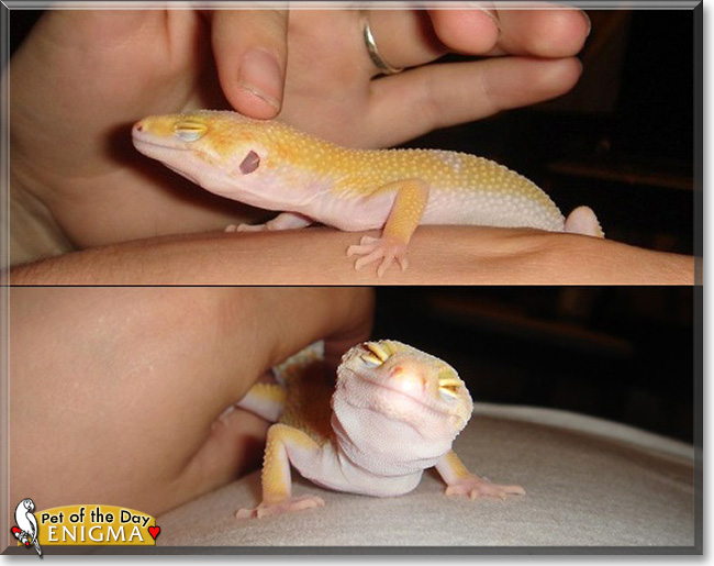 Enigma, the Pet of the Day Enigma, the Pet of the Day