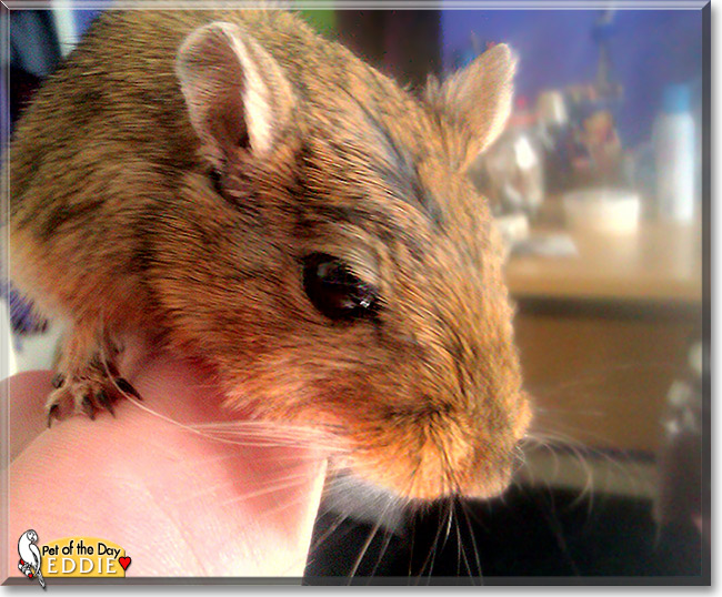 Eddie, the Pet of the Day Eddie, the Pet of the Day