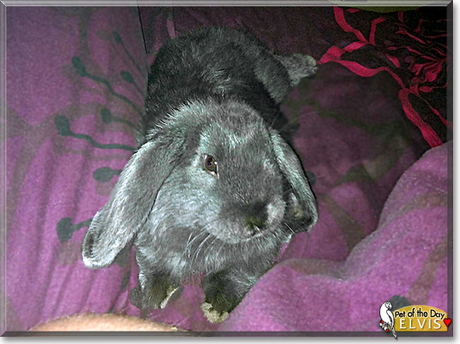 Elvis, the Pet of the Day Elvis, the Pet of the Day