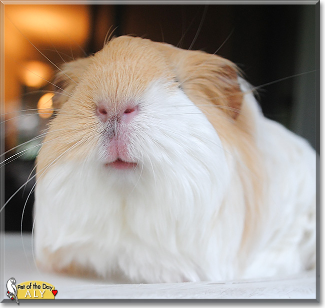 Aly, the Pet of the Day Aly, the Pet of the Day