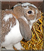 Schnuffi the Lop Rabbit
