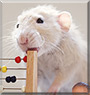 Poppy the Dumbo Rat
