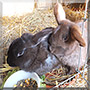 Michel, Socke the Dwarf rabbits