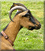 Chloe the Oberhasli Goat