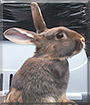 Bambi the Chocolate Otter Rex Rabbit
