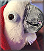 Chula the Umbrella Cockatoo