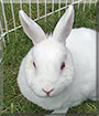 Snuffles the Netherland Dwarf Rabbit