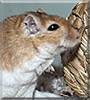 Lenny the Gerbil