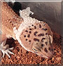 Gretel the Leopard Gecko