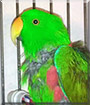 Yoshi the Solomon Island Eclectus Parrot