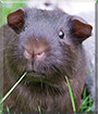 Cadders the Guinea Pig