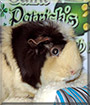 Pudgy the Guinea Pig