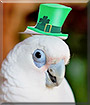 Jasper the Bare Eyed Cockatoo