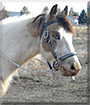 Iha Ble the Paint Horse