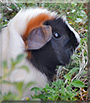 Fudgey Wudge the Abyssinian guinea pig