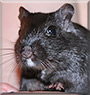 Bilbo Baggins the Gerbil