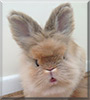 Binky the Lionhead Rabbit