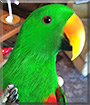 Chico the Red Sided Eclectus Parrot