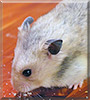 Neopolitan the Short Hair Syrian Hamster