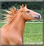Indian Summer the Quarter Horse