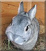 Timmy the Dwarf Rabbit