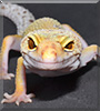 Enigma the Leopard Gecko