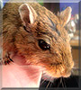 Eddie the Mongolian Gerbil
