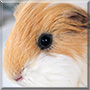 Aly the Guinea Pig