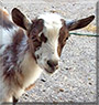Dexter the Nigerian Dwarf Goat